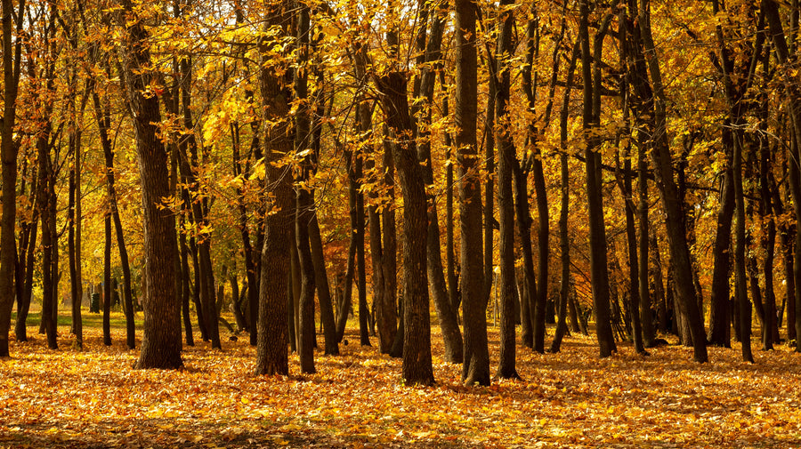 Mastering autumn disc golf: Essential tips for your fall game
